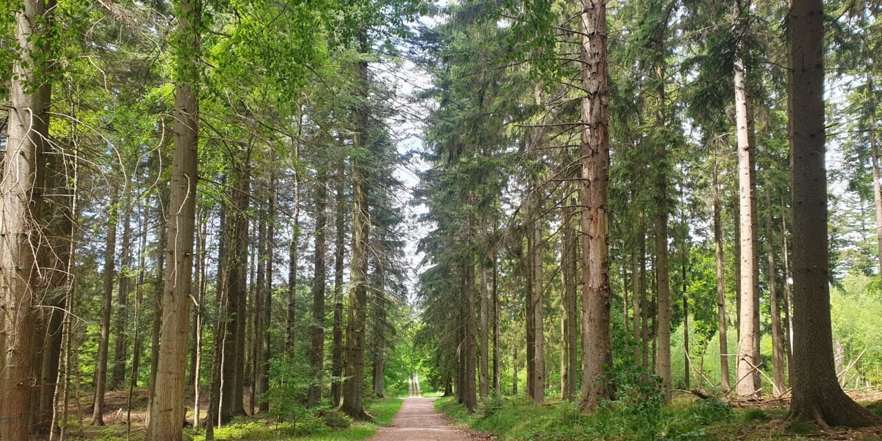 Whit Monday Hiking in Allerød and Strore Dyrehave