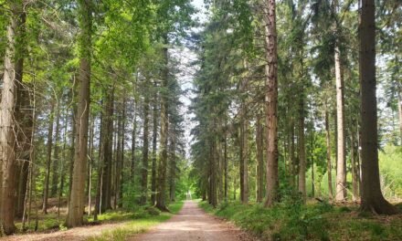 Whit Monday Hiking in Allerød and Strore Dyrehave