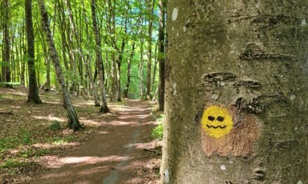 From Forests to Shores: Tales of Love, Lakes and Lush Landscapes