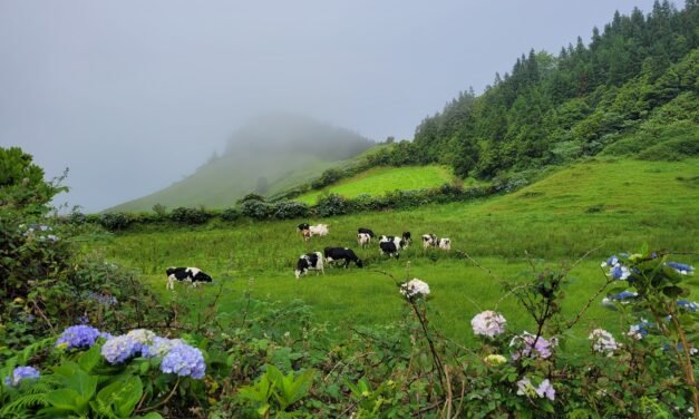 The Perfect 7-Day Itinerary on the Island of São Miguel, Azores