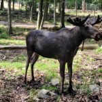 A Moose Safari and Hike to Röstånga in Söderåsens National Park