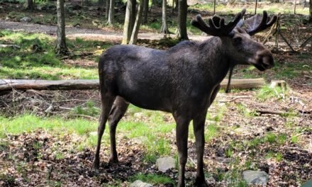 A Moose Safari and Hike to Röstånga in Söderåsens National Park