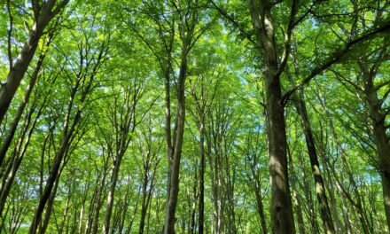 A Casual Sunday: Circular hike from Slagelse to Valbygård