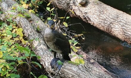 Trails Beyond Expectations: Hiking the Skåneladen SL3 Route from Höör to Ekeröd
