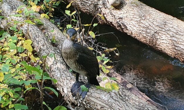 Trails Beyond Expectations: Hiking the Skåneladen SL3 Route from Höör to Ekeröd