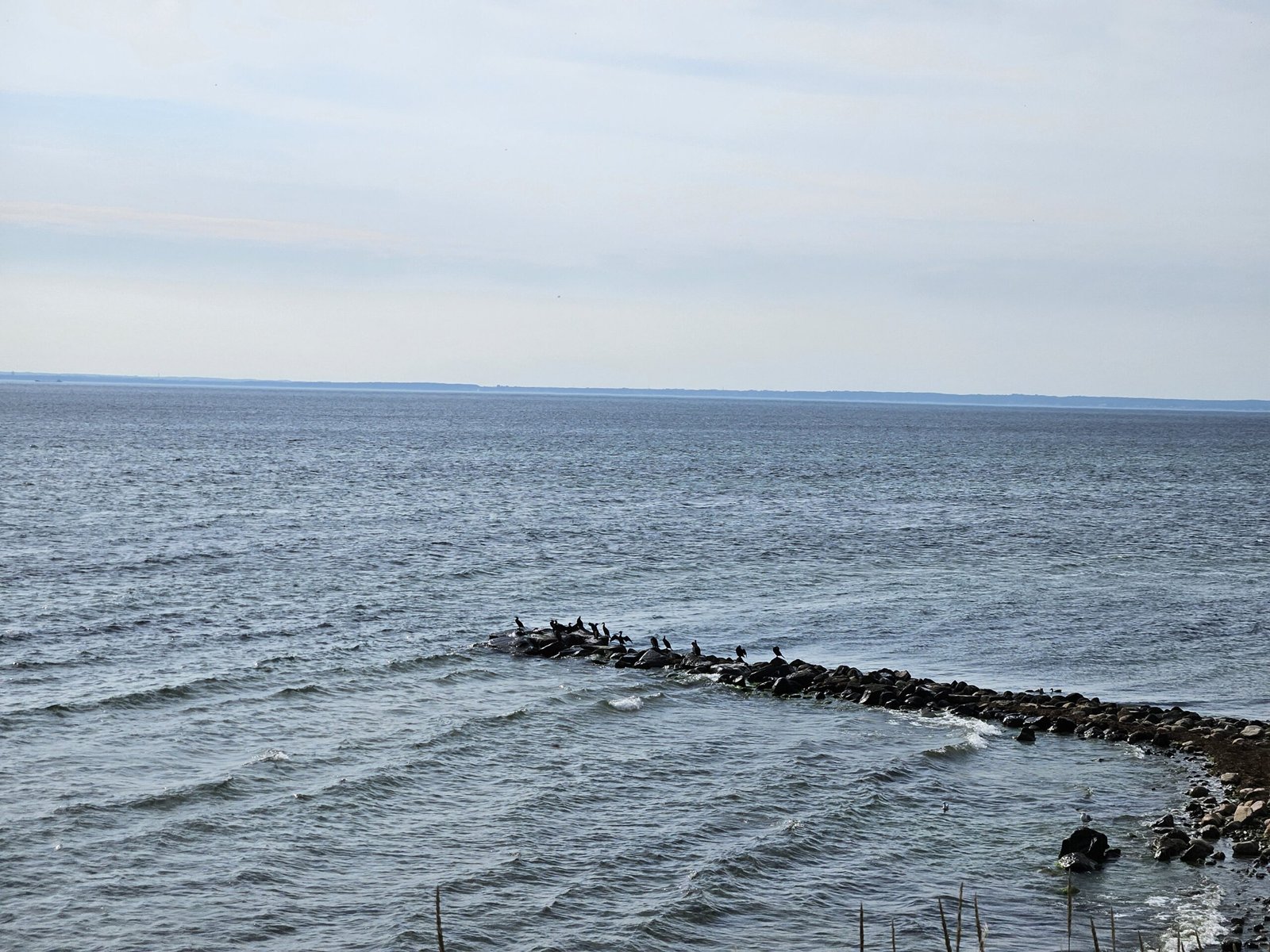 A paradise of Cormorant birds and the island of Ven in the distance